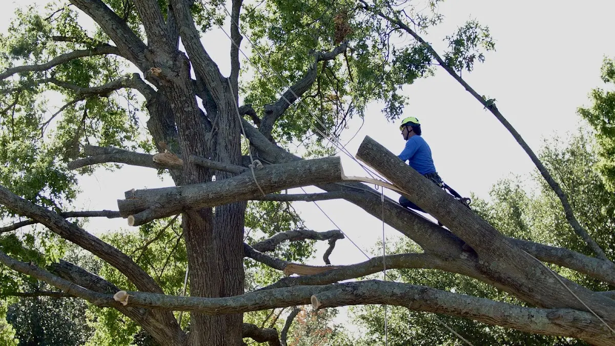 Professional Hazardous Tree Removal performed by certified arborists in Volga